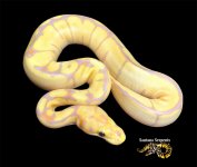 Banana OD Mahogany Spider Clown.jpg