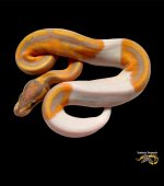 Banana Leo Pied.jpg