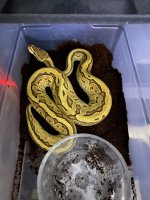 Mojave dbl het Clown Ghost.jpg