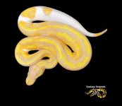 Banana Leo Pied 2.jpg