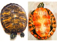 Northern_Red_Bellied_Cooter_Juvenile (1).jpg