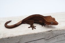 IMG_3510.jpg