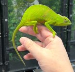 female 2 bifidus.jpg
