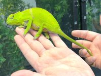 Female 1 bifidus.jpg