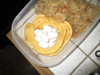 eggs.jpg