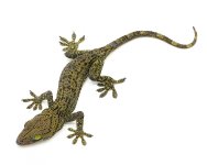 Green Eyed Tokay.jpg