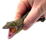 green eye.jpg