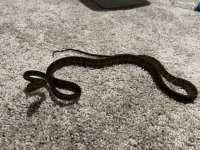 IMG_4085 Medium.jpeg