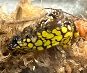 saffron frog.jpg