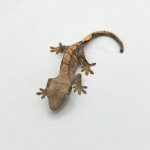 crested2.jpg
