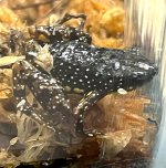 saffron frog 2.jpg