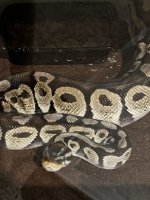 IMG_4812 Medium.jpeg