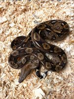 Belize Boa.jpg