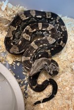 Caulker Boa.jpg