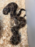 Crawl Boa.jpg