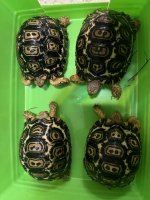thumbnail_IMG_7525.jpg