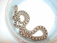 Sonoran Gopher Hueco Tanks juvi male Pic 1.JPG