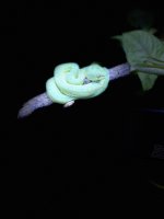 snake2.jpg