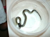 Splendida 2 male CBB2021 Dona Ana Co., NM pic 2.JPG