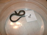Desert King male yearling founder Hueco Tanks Pic 2.JPG