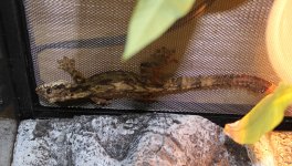 flyinggecko1.25.jpg