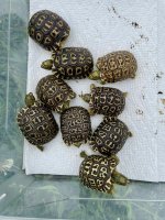 TORTOISES.jpg