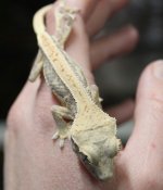 babylillywhite1.25.jpg