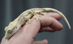 babylillywhite1.25.2.jpg