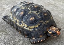 male #31.jpeg