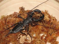 Vinegaroon Resize.jpg
