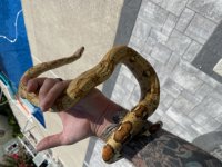 female boa 1.jpg