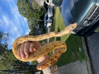 female boa 2.jpg