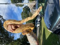 female boa 3.jpg