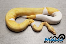 albino pied female.jpg
