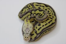 6 Leopard pastel.jpg