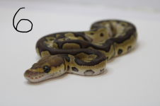 mojave .png