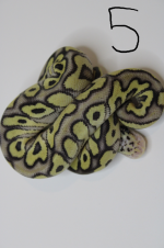 spotnose mojave pastel .png