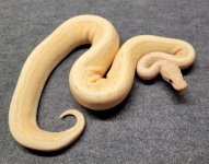 Coral Glow pinstripe Ghost.jpg