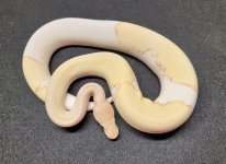 Pied Coral Glow Ghost.jpg