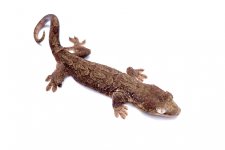 DSCF2317.jpg