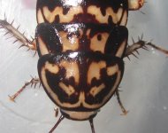 NeostylopygarhombifoliaAF#7.jpg
