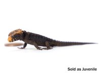 red_eyed_crocodile_skink_-_tribolonotus_gracilis_juvenile_-3.jpg