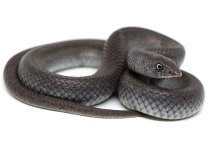 Beaked Snake Female.jpg