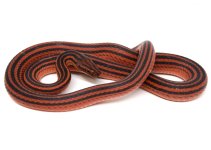 Black Red Striped Snake Female.jpg