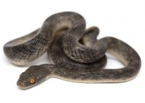 Variable Cat Snake.jpg