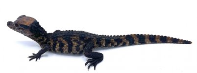 Dwarfcaiman.jpg