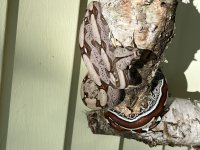IMG_2562.jpg