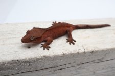 IMG_3540.jpg