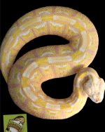 Adult Albino.jpg