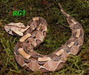 baby het.jpg
